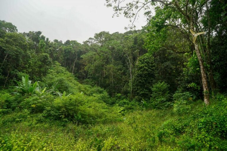 SP restaura área equivalente a 16,5 mil campos de futebol em dois anos 
