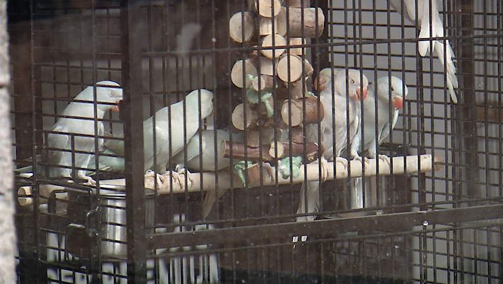 Polícia descobre venda ilegal de animais silvestres em Pet Shop de bairro nobre de Campinas