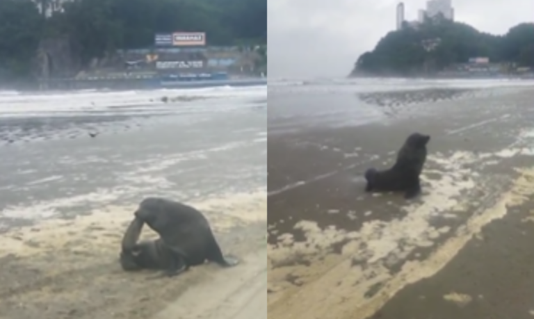 Lobo-marinho é resgatado com sinais de exaustão em praia de Santos; VÍDEO