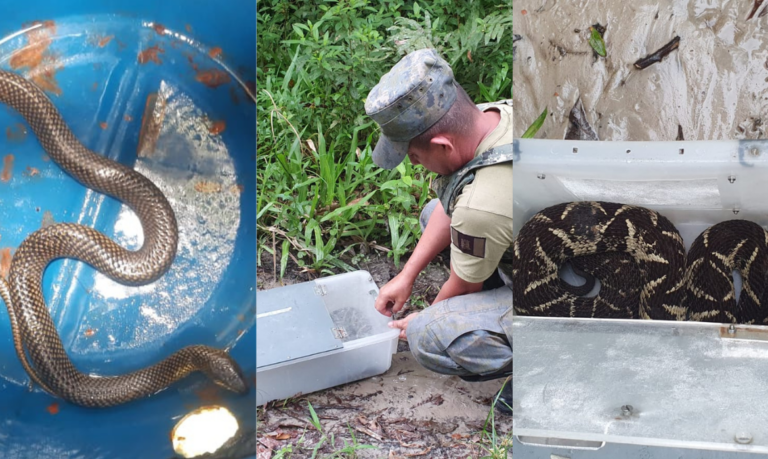 Serpente é encontrada em residência e outros animais silvestres são resgatados em Bertioga
