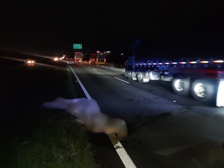 Invasão de gado na Dutra causa acidente com ônibus em São José