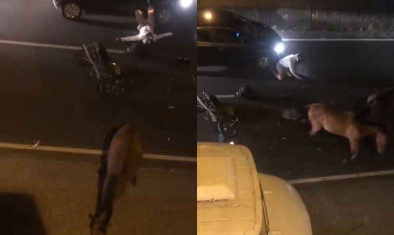 Cavalos invadem pista, causam acidente e motociclista fica ferido em Mongaguá; VÍDEO