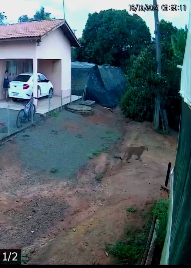 Galinha sobrevive a caça de onça-parda; veja o vídeo