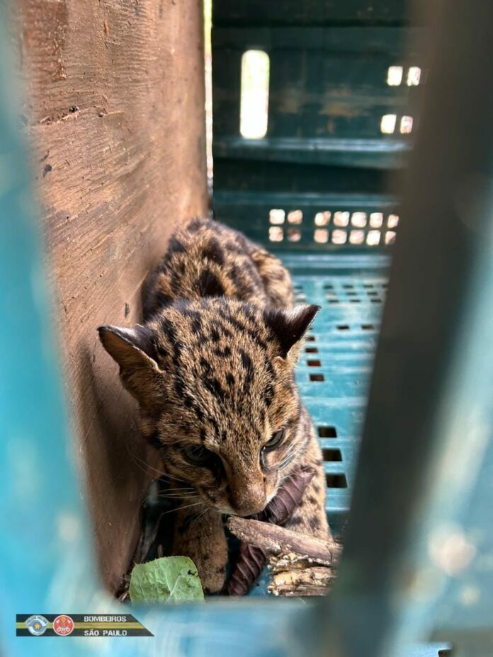 Filhote de jaguatirica é resgatado de galinheiro em área rural de São Luiz do Paraitinga