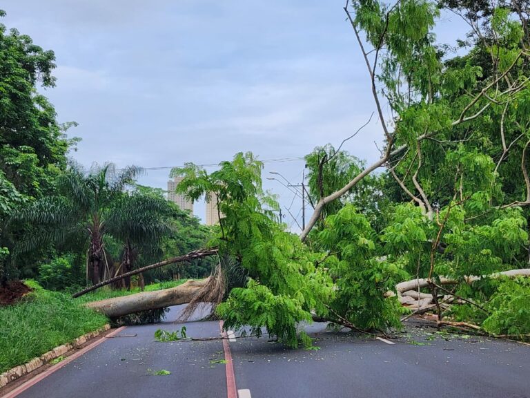 Árvore invasora com mais de 15 metros cai em avenida durante madrugada e bloqueia o tráfego sentido Centro