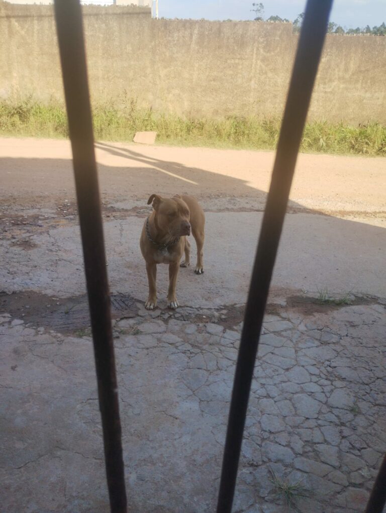Pitbull solto na rua tenta atacar criança e pai é mordido ao defender