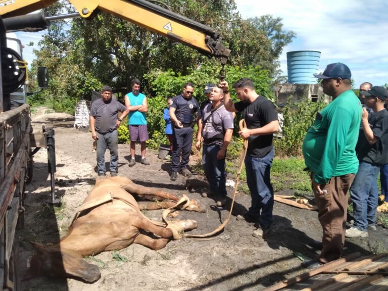 Guarda Civil resgata cavalo ferido em estrada rural de Piracicaba