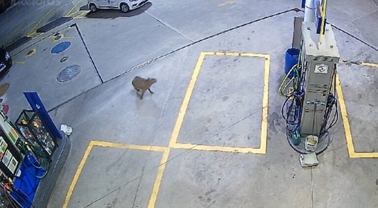 VÍDEO: Capivara é flagrada em posto de combustível da zona oeste de São José