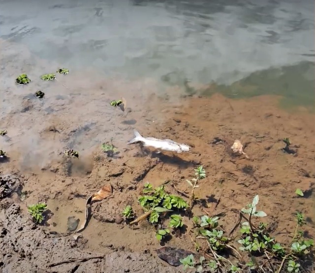 Cetesb multa e responsabiliza Sabesp por morte de peixes no Rio Paraíba do Sul Cetesb multa e responsabiliza Sabesp por morte de peixes no Rio Paraíba do Sul