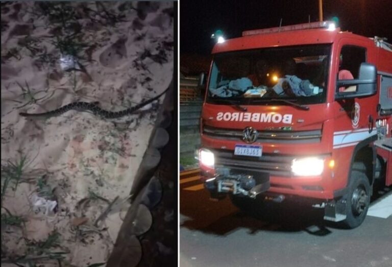 Cobra cascavel é encontrada em residencial da região; Animal foi resgatado pelo Corpo de Bombeiros