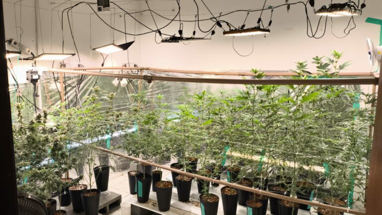 Desconfiança de vizinhos leva GM a uma estufa de maconha dentro de residência