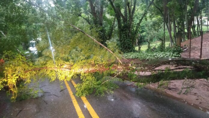 Quedas de árvores interditam SP-50, em Monteiro Lobato e em São José