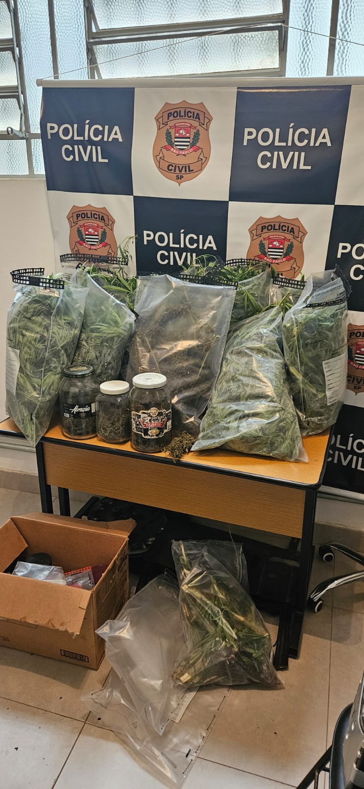 Além das plantas, os policiais encontraram uma quantidade significativa de erva já separada, parte dela em fase de preparação e outra pronta para a venda.