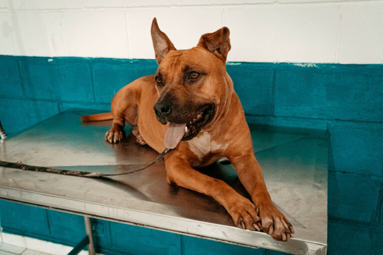 Não compre, adote! Mais de 150 pets esperam por um novo lar