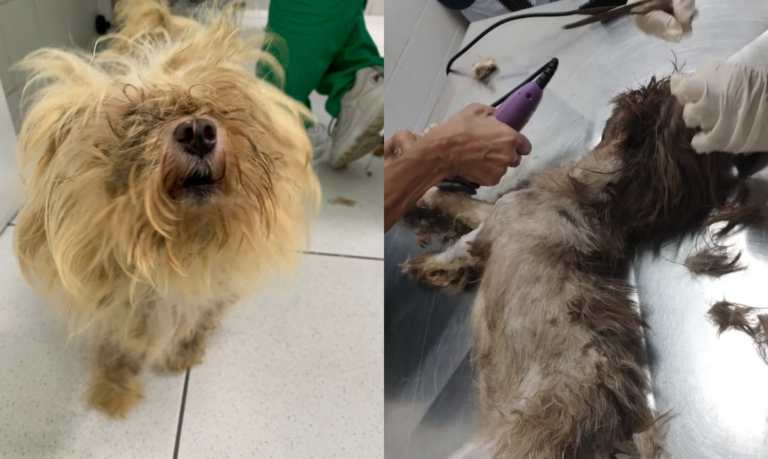 Cães vítimas de maus-tratos são resgatados de residência em Santos após denúncias de vizinhos