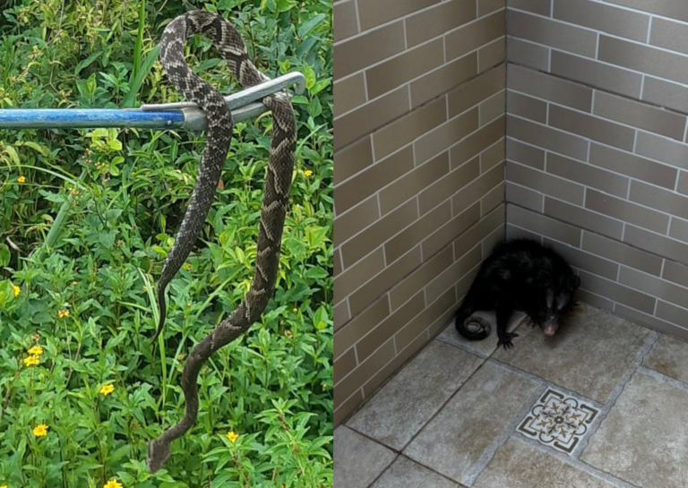 Jararaca e saruê são resgatados pelo Departamento de Operações Ambientais em Bertioga