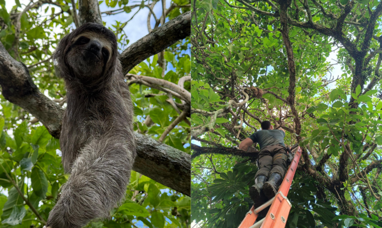 Bicho-preguiça é resgatado a seis metros de altura em Guarujá