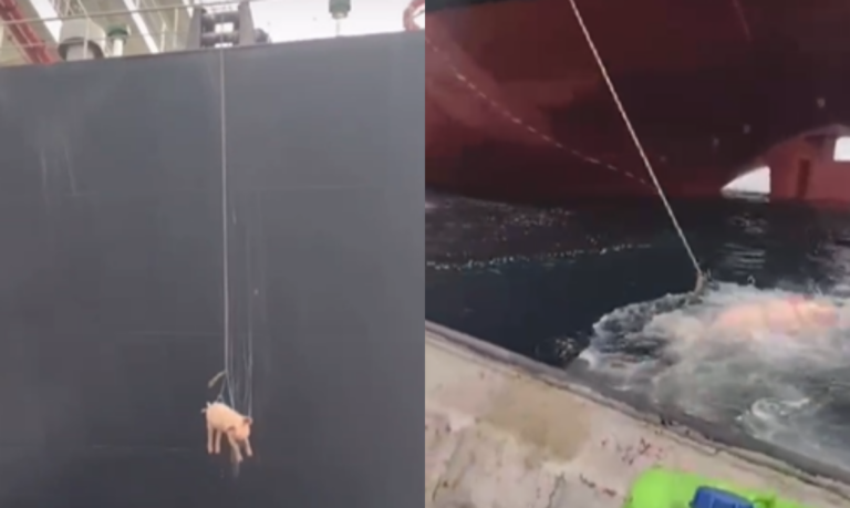 DENÚNCIA! Vídeo mostra homem amarrando porcos em cordas para serem içados a navios cargueiros em Santos