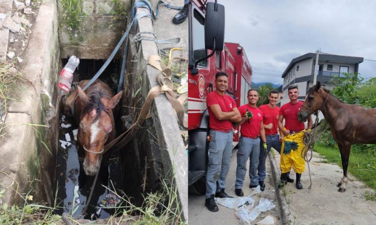 Cavalo cai em bueiro e é resgatado por Corpo de Bombeiros em Praia Grande; VÍDEO