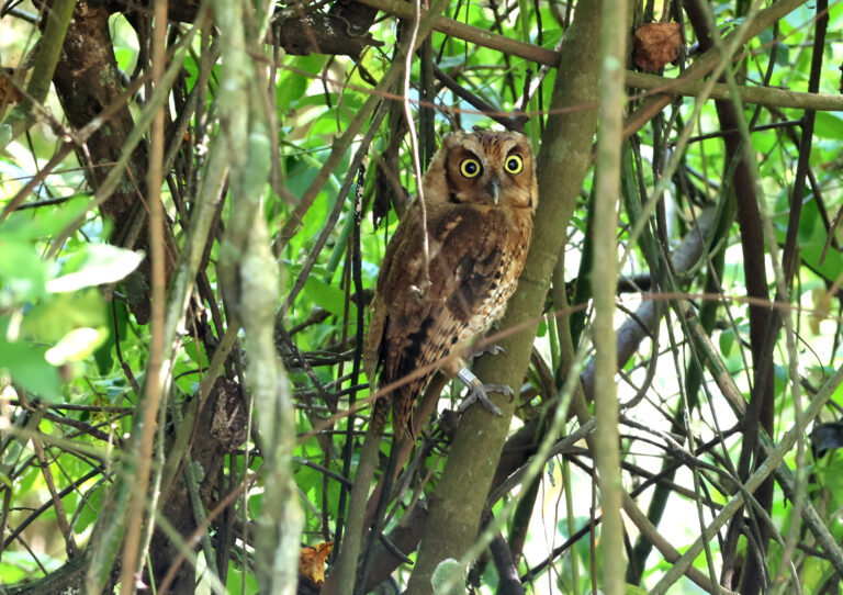 Coruja é devolvida ao lar após período em reabilitação em Praia Grande