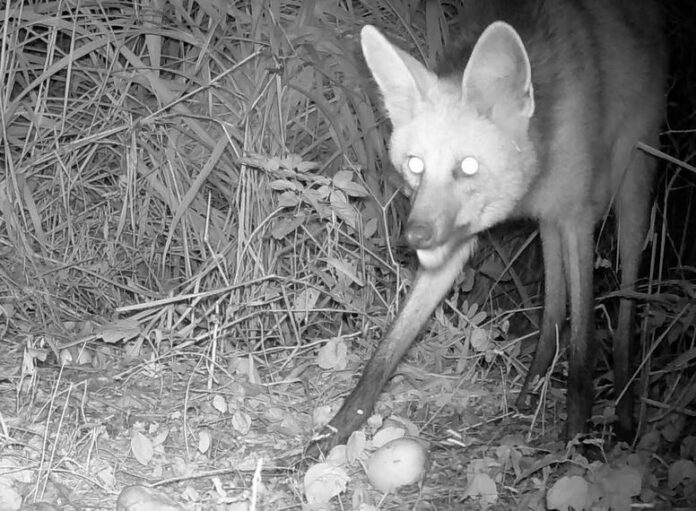 Lobo Guará é flagrado em mata de Americana; aparição é considerada rara