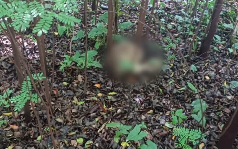 Saúde confirma febre amarela em macacos de Ribeirão Preto; conheça os sintomas