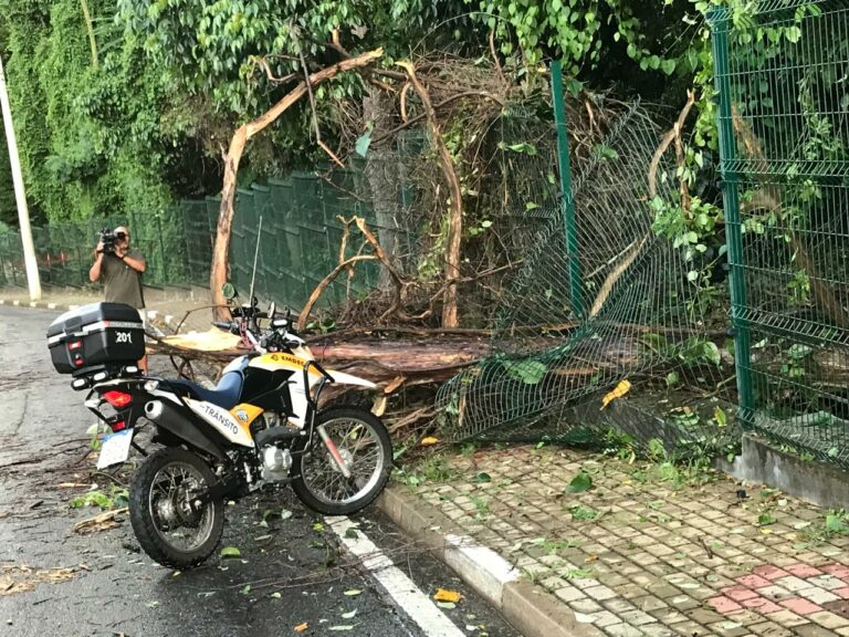 Árvore cai sobre carro ao lado do Bosque dos Jequitibás, mas ninguém se fere