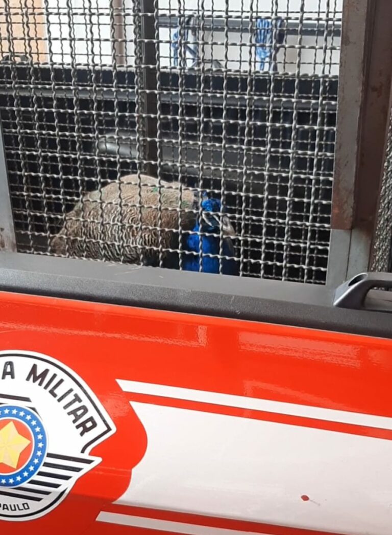 VÍDEO: Pavão é resgatado no telhado de casa, em Caraguatatuba