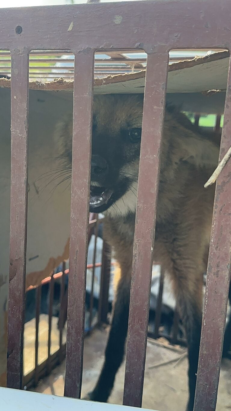 Bombeiros resgatam filhote de lobo-guará em São José