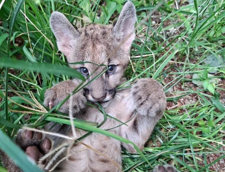 Resgatada em rodovia da região, oncinha-suçuarana é a mais nova integrante do Bosque Zoo Dr. Fábio Barreto