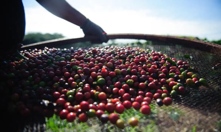 Exclusivo: Produtores de café da região são lesados em R$ 40 milhões por representante após desvios em depósito