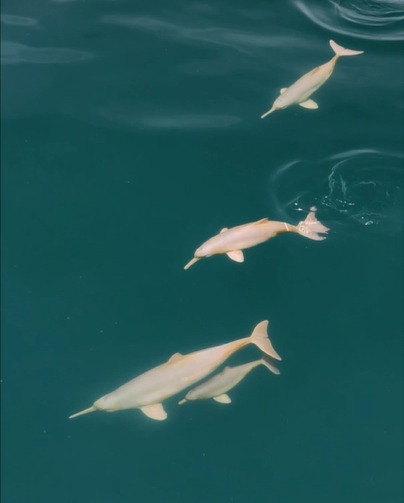 VÍDEO: Família de golfinhos ameaçados de extinção é flagrada no mar em Ilhabela VÍDEO: Família de golfinhos ameaçados de extinção é flagrada no mar em Ilhabela