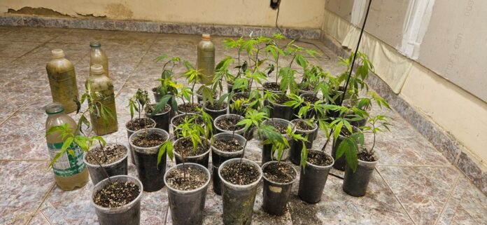 Operação da Polícia Civil apreende cerca de 310 pés de maconha em Pinda, Guará e Guararema