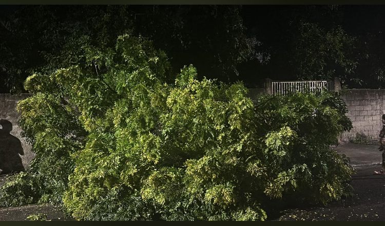 Chuva derruba 13 árvores e interdita casa em Jacareí