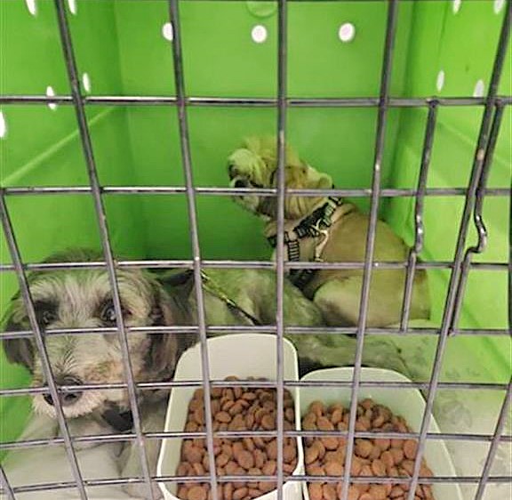 Cachorros resgatados em acidente de trânsito na Via Dutra são entregues ao tutor