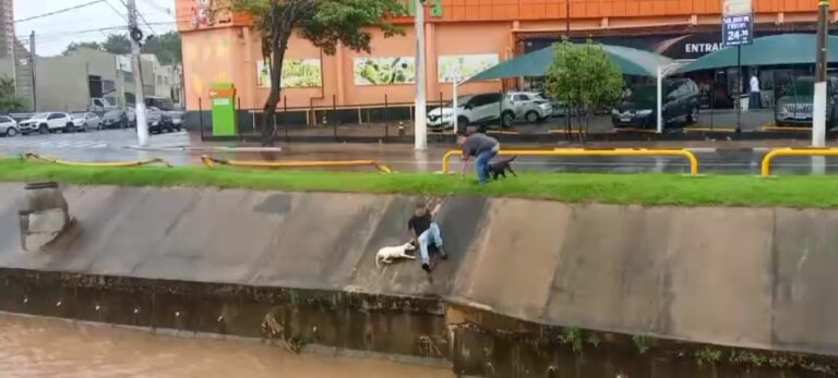 Sorveteiros resgatam cachorros caídos em córrego de Valinhos