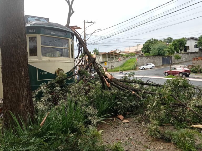 Raio atinge árvore na praça do Mercadão em Santa Bárbara d'Oeste
