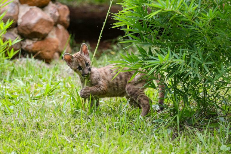 Bosque tem horário especial de funcionamento no feriado prolongado; comércio também serve em turno diferente