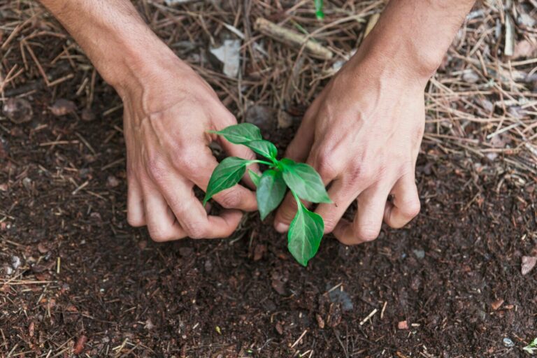 Prefeitura de Ribeirão Preto lança programa inédito de arborização urbana: “Planta Aí Ribeirão”