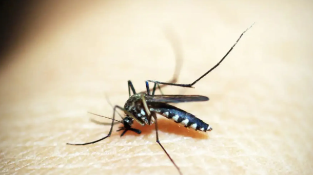 Morador de Guaratinguetá é internado em São José com suspeita de febre amarela