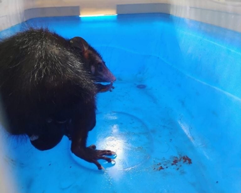 Gambá com filhotes é resgatado de residência em São Vicente