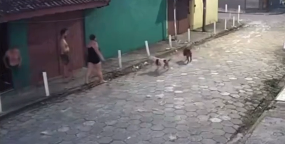 Pitbulls protegem tutora e atacam companheiro durante briga em Itanhaém; VÍDEO
