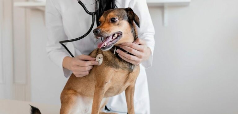 Pet picado por animais peçonhentos? Saiba o que fazer