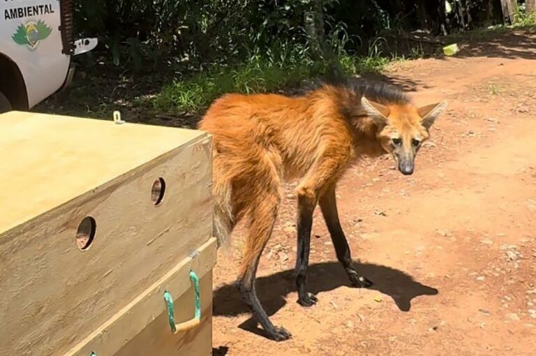 Lobo-Guará é solto pelo Cetras Morro de São Bento em primeira ação de 2025