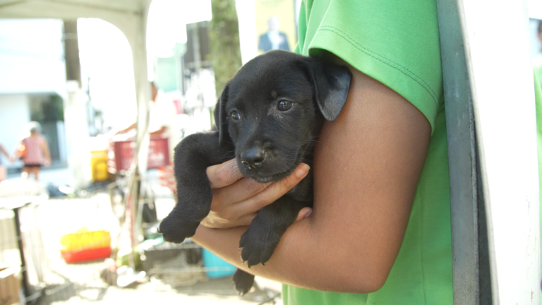 Eventos de adoção trazem esperança para cães e gatos à espera de um lar em São Vicente