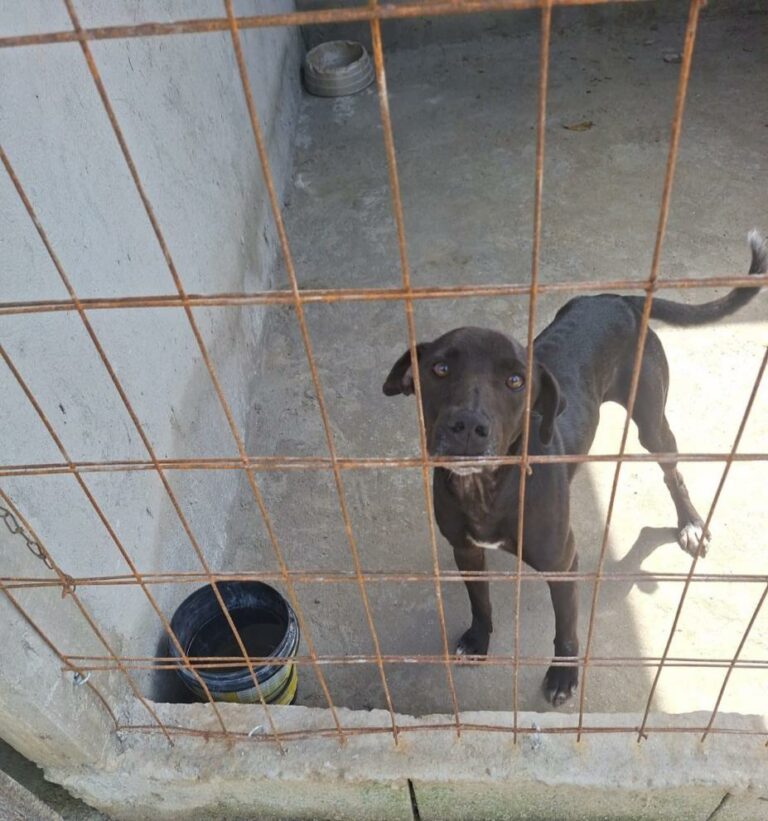 Guarda Municipal de Santos paralisa situação de maus-tratos a animais e autua construções irregulares na Área Continental