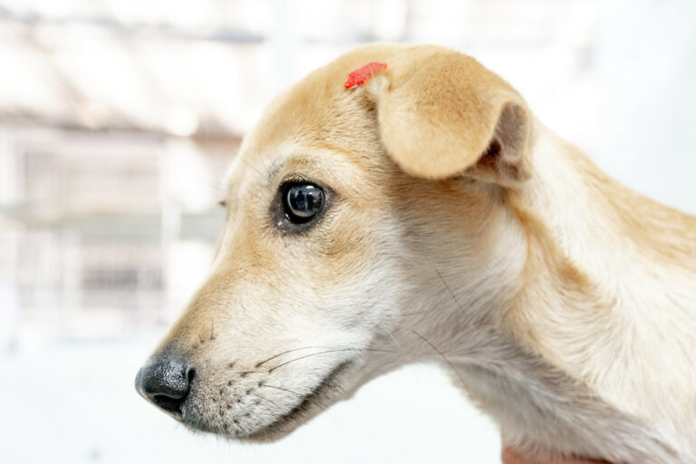 Centro de Controle de Zoonoses de Bertioga tem 160 pets disponíveis para adoção