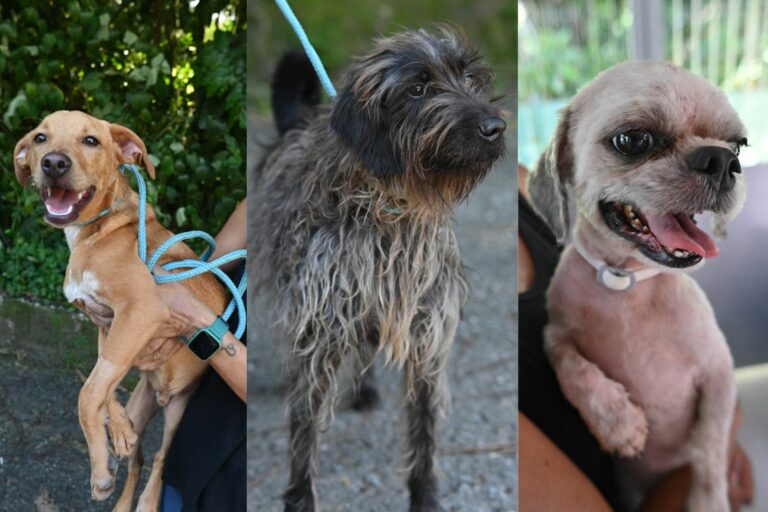 Cães resgatados após maus-tratos concluem tratamento e estão prontos para adoção