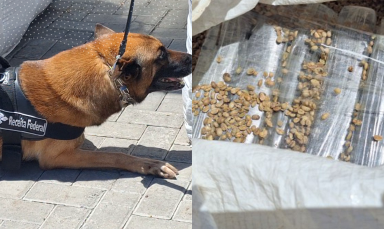 APREENSÃO NO PORTO! Cão de faro sinaliza e Receita Federal encontra mais de 800 kg de cocaína em carga de café