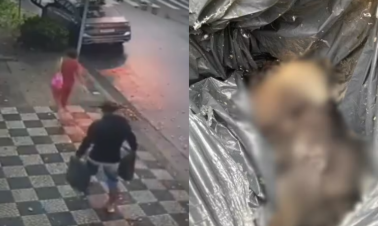 Casal é indiciado por descartar cães mortos em sacos de lixo e maltratar outros 17 em Santos; VÍDEO